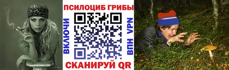 магазин продажи Енисейск Псилоцибиновые грибы Psilocybe